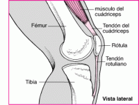Extraída de “Manual MSD. Lesiones del aparato extensor de la rodilla”.